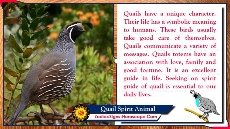 Quail Spirit Animal Totem کا مطلب