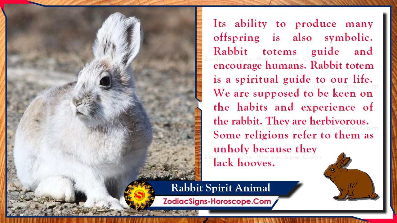 Let's look in the different messages of Rabbit Spirit Animal. 