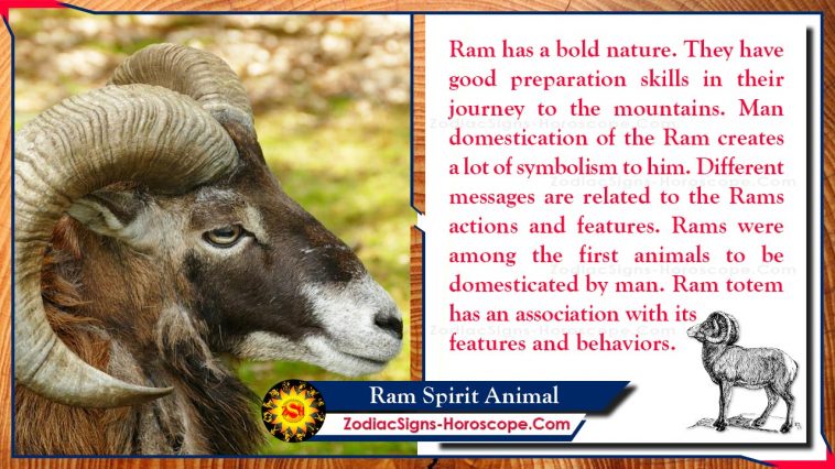 Ram Spirit Animal Totem Betydning