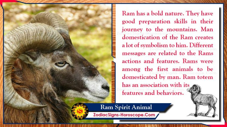 Ram Spirit Animal Totem ความหมาย