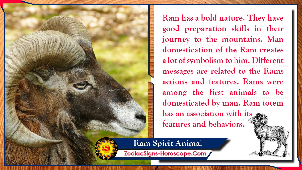 Ram Spirit Animal: Totem, Meaning, Messages and Symbolism | ZSH Ram Spirit Animal: Totem, Meaning, Messages and Symbolism | ZSH