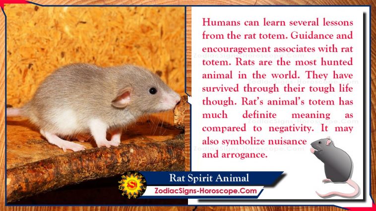 Significat del tòtem animal de l'esperit de la rata