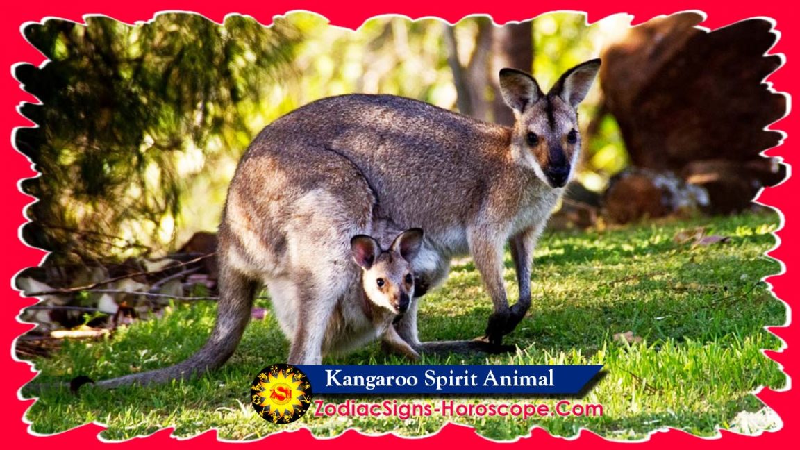 Kangaroo Spirit Animal Meaning and Symbolism Kangaroo Totem ZSH