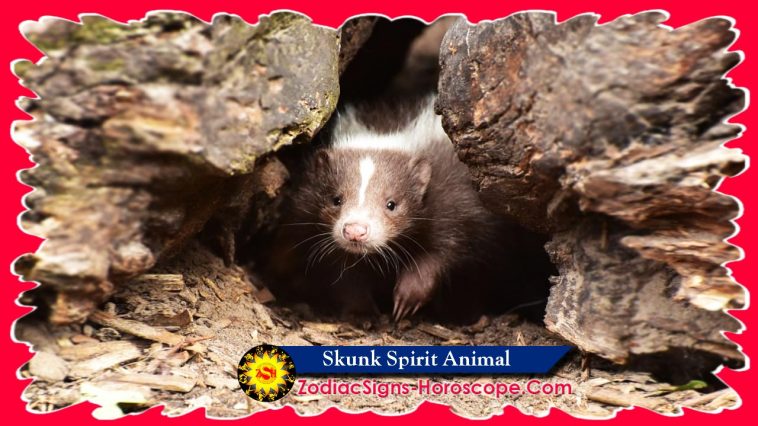 Skunk Spirit Animal simbolika