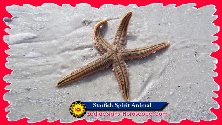 Starfish Spirit Animal Symbolism