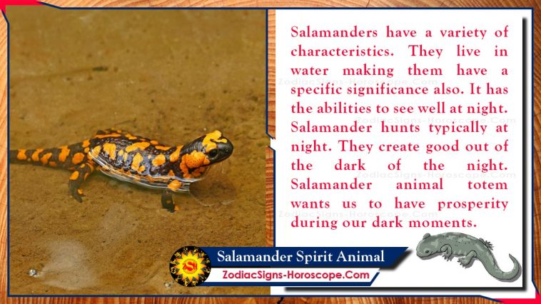 Significat animal Salamander Spirit
