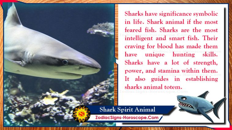 Significado del animal del espíritu del tiburón