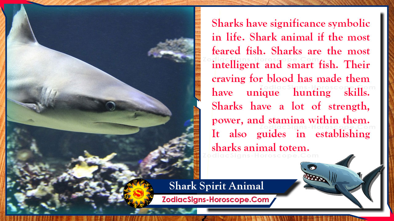Shark Spirit Animal: Meaning, Messages, Dreams and Symbolism | ZSH