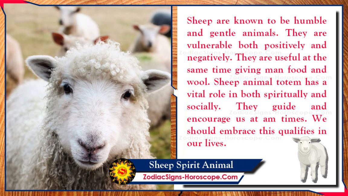 Sheep Spirit Animal Totem, Meaning, Messages and Symbolism ZSH