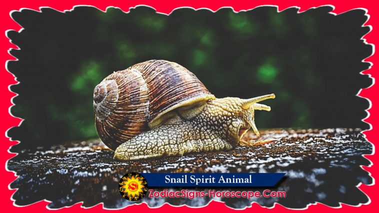 Snail Spirit Ζώο Συμβολισμός
