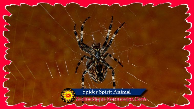 Spider Spirit Symbolizmus zvierat