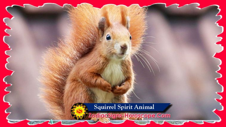 Squirrel Spirit Ζώο Συμβολισμός