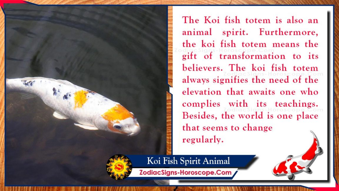 Koi Fish Spirit Animal Totem, Meaning, Symbolism and Dreams ZSH