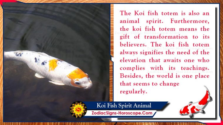 Significat del tòtem animal de l'esperit dels peixos koi