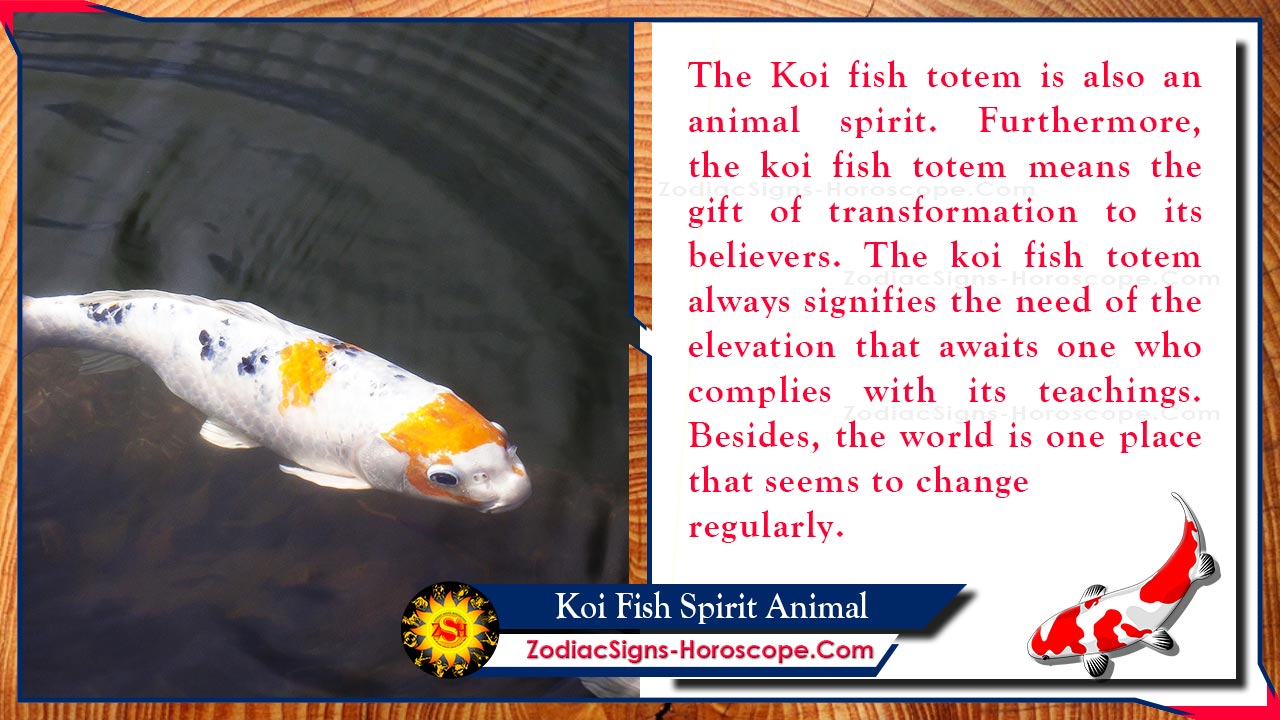 Koi Fish Spirit Animal Totem, Meaning, Symbolism and