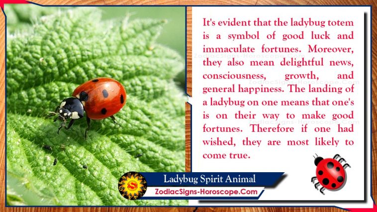 Ladybug Spirit Animal Totemas Reikšmė