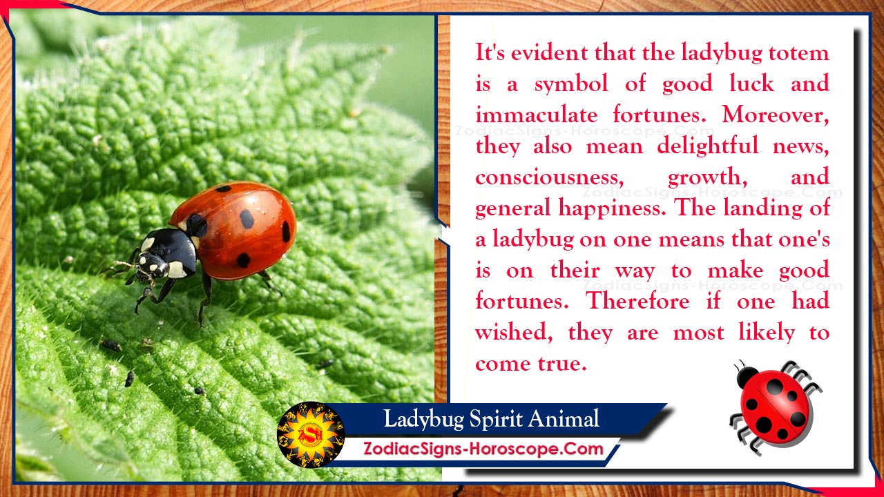 Ladybug Spirit Animal Totem Meaning Symbolism And Dreams ZSH
