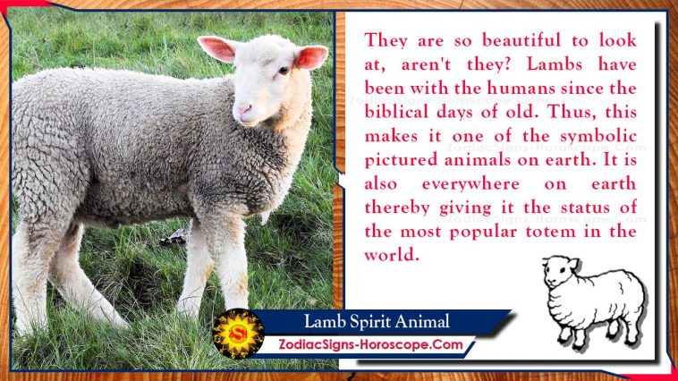 Lamb Spirit Animal Totem Betydelse - Baby Sheep