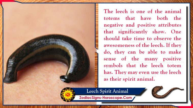 Leech Spirit Animal Totem Betydelse
