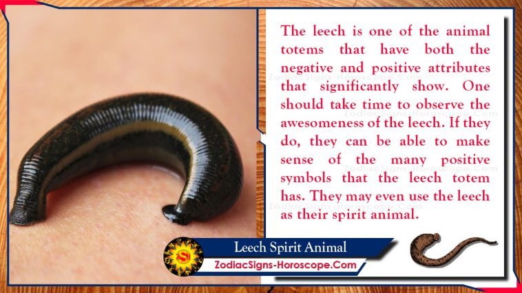 Leech Spirit Animal Totem Tähendus