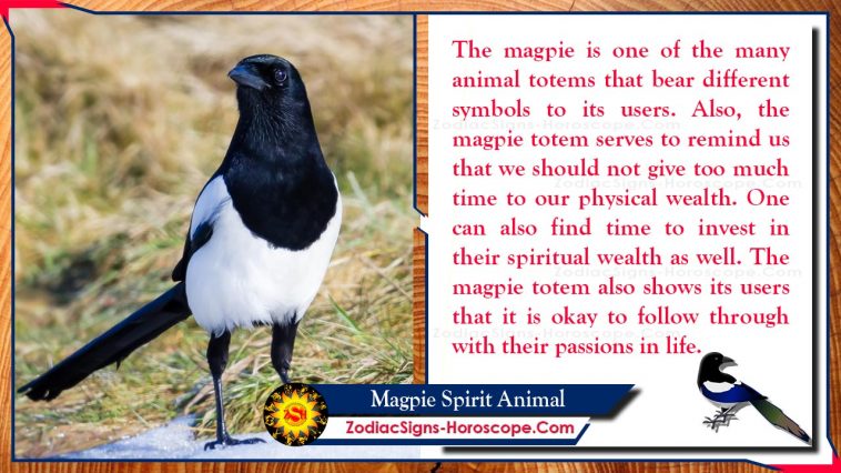 Magpie Spirit Animal Meaning and Symbolism
