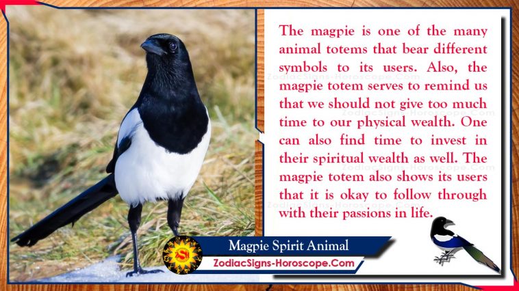 Magpie Spirit Animal Σημασία και Συμβολισμός