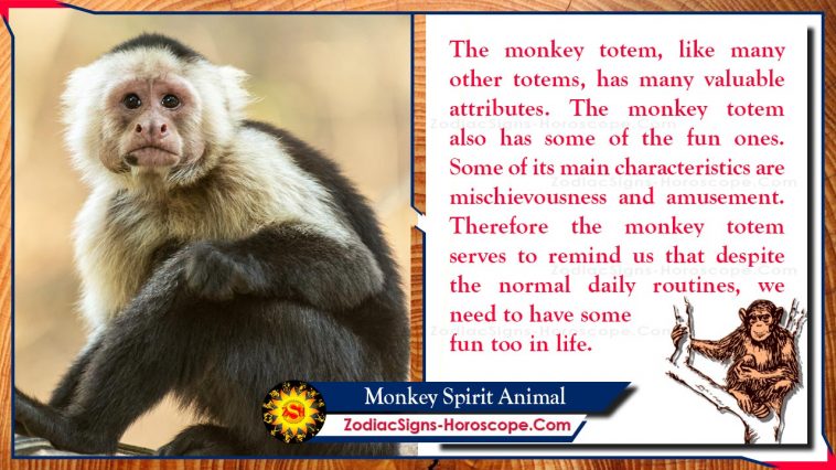 माकड आत्मा प्राणी टोटेम अर्थ