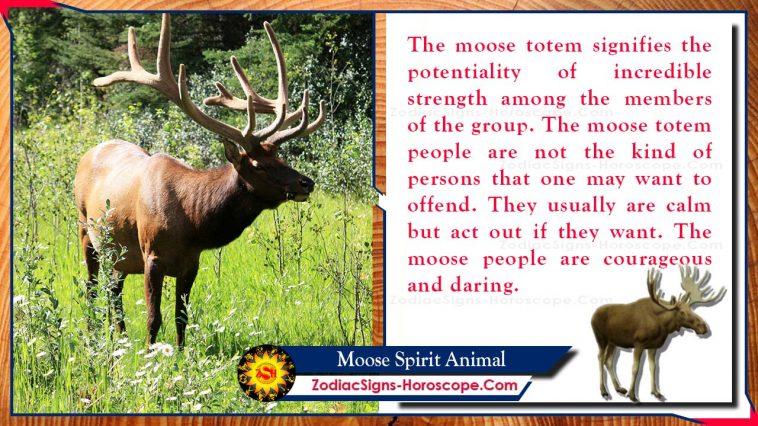 Moose Spirit Animal Totem Sensul