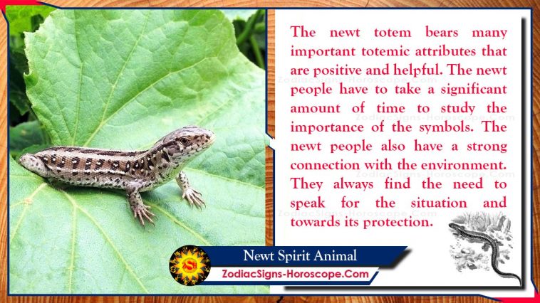 I-Newt Spirit Animal Totem Meaning