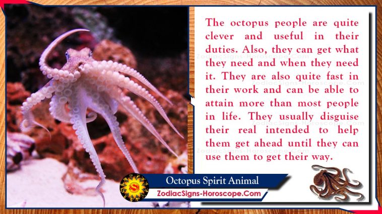 Význam zvieracieho totemu ducha chobotnice