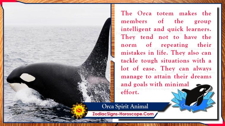 Significat del tòtem animal de l'esperit orca