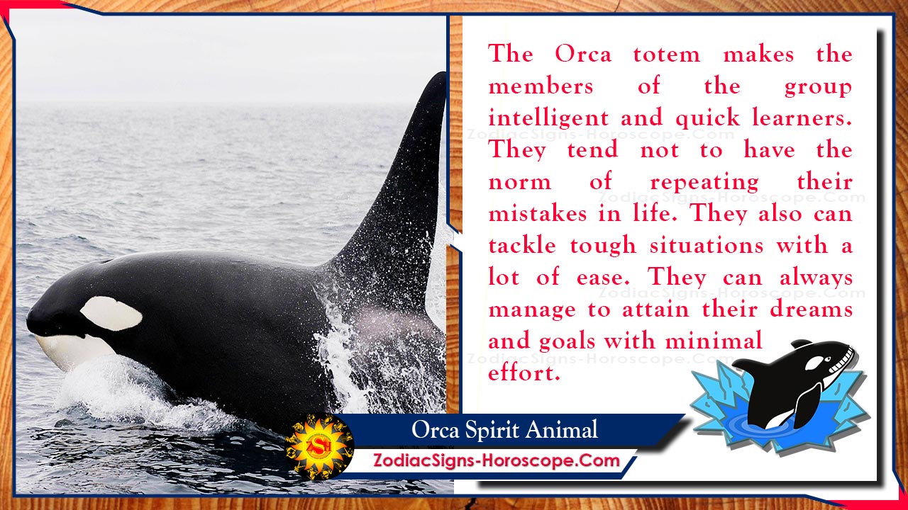 Orca Spirit Animal: Totem, Meaning, Symbolism and Dreams | ZSH