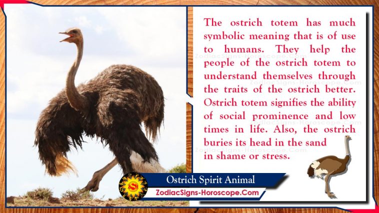 Ostrich Spirit Animal Totem Meaning