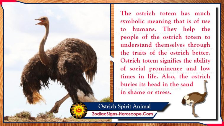 Ý nghĩa Totem Động vật Tinh thần Đà điểu