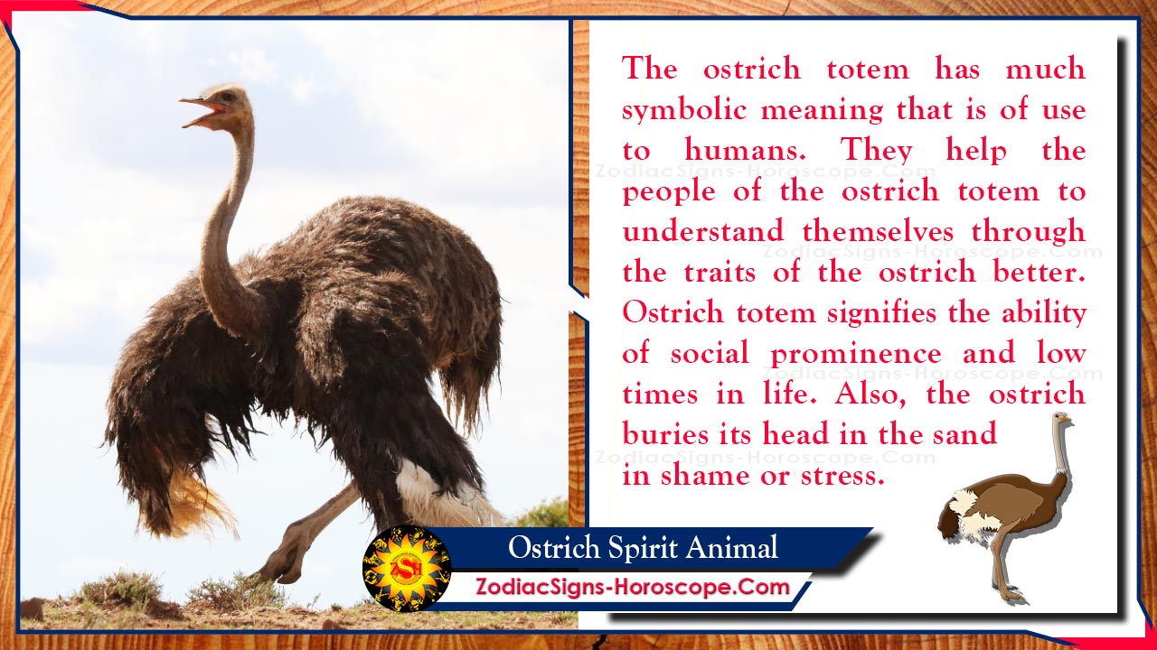 Ostrich Spirit Animal Totem, Meaning, Symbolism and Dreams ZSH
