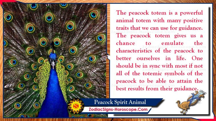 Peacock Spirit Animal Totem Meaning