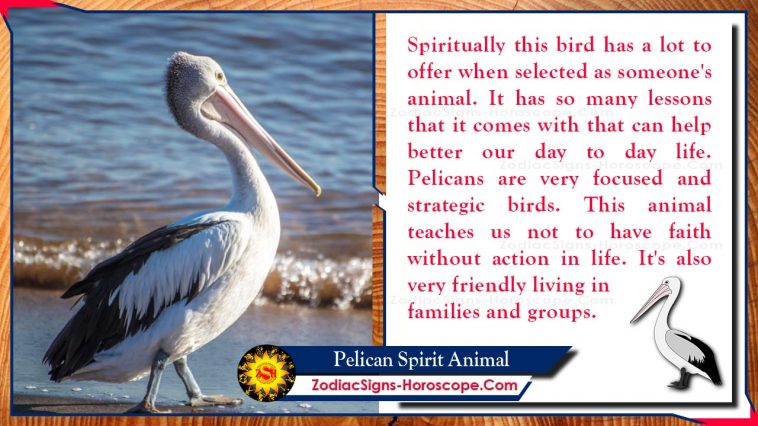 Pelican Spirit Animal Totem Betydning