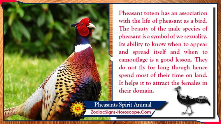 Pheasant Spirit Animal Totem