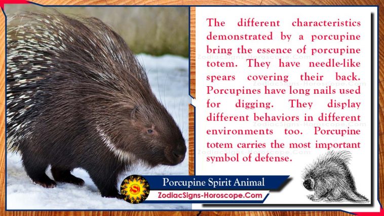 Porcupine Spirit Animal Totem Betydelse
