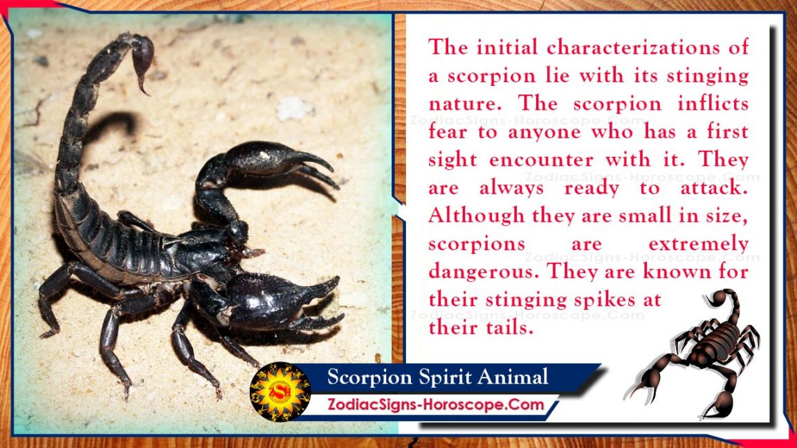 Scorpion Spirit Animal Totem, Meaning, Messages and Symbolism ZSH