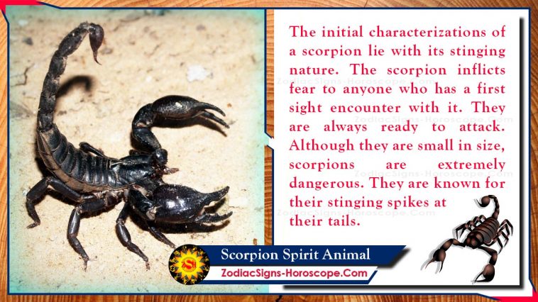 Pomen živalskega totema duha škorpijona