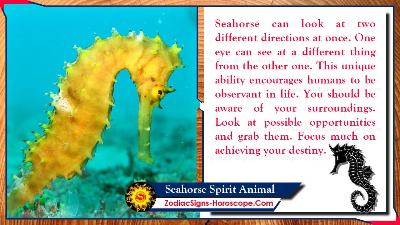 Seahorse Spirit Animal: Totem, Meaning, Messages and Symbolism | ZSH