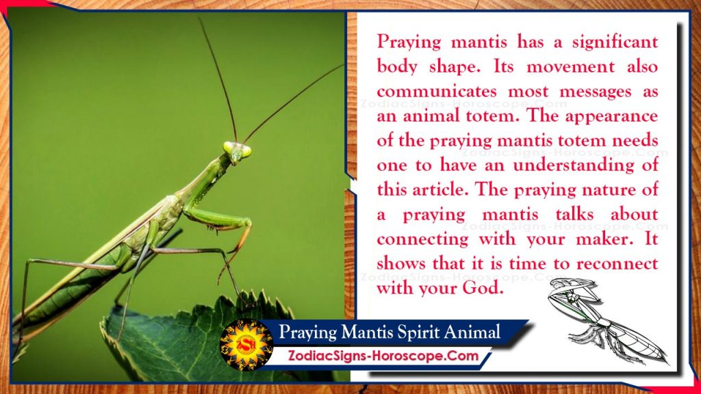 Praying Mantis Spirit Animal Totem, Meaning, Messages and Symbolism