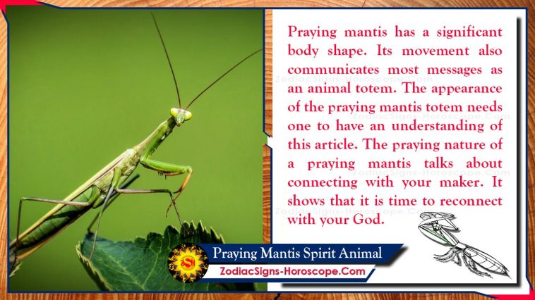 Praying Mantis Spirit Animal Totem Reikšmė