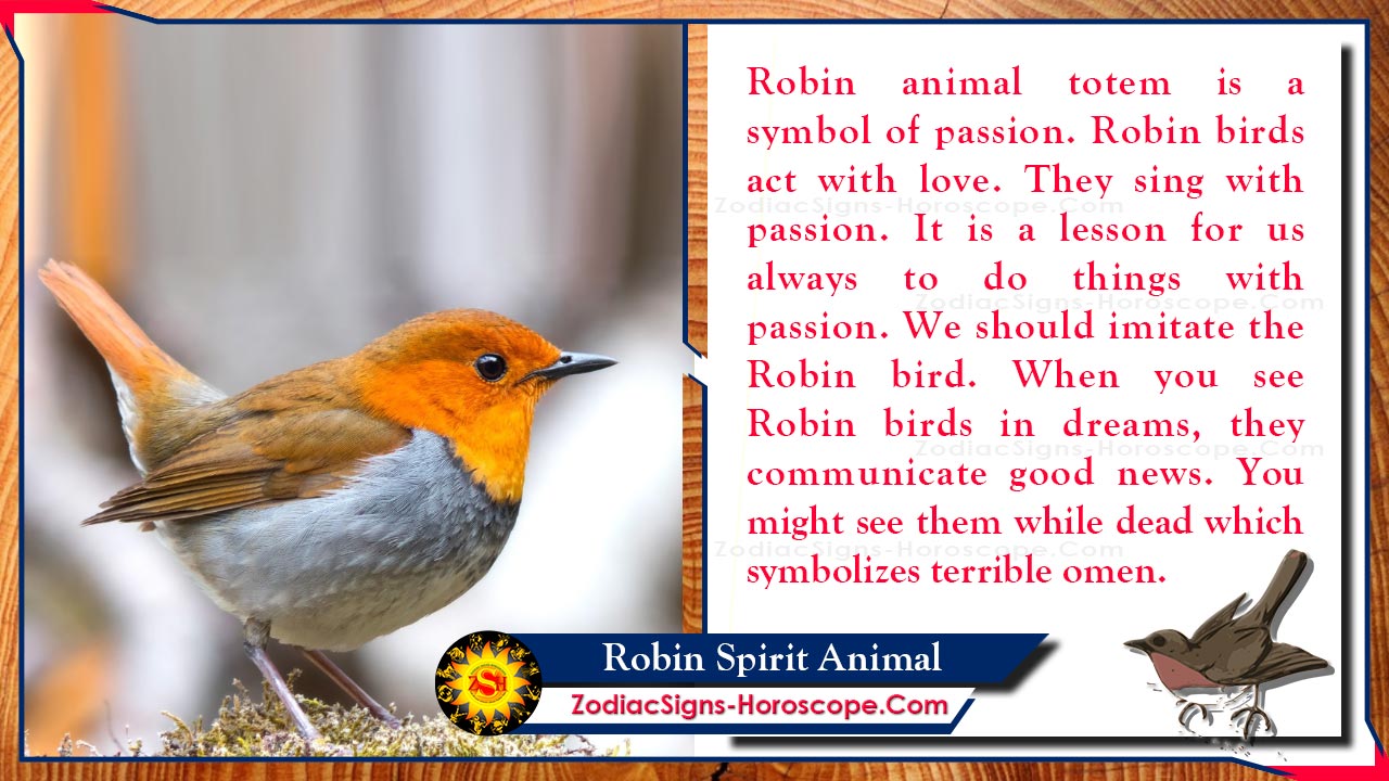 Robin Spirit Animal: Totem, Meaning, Messages and Symbolism | ZSH