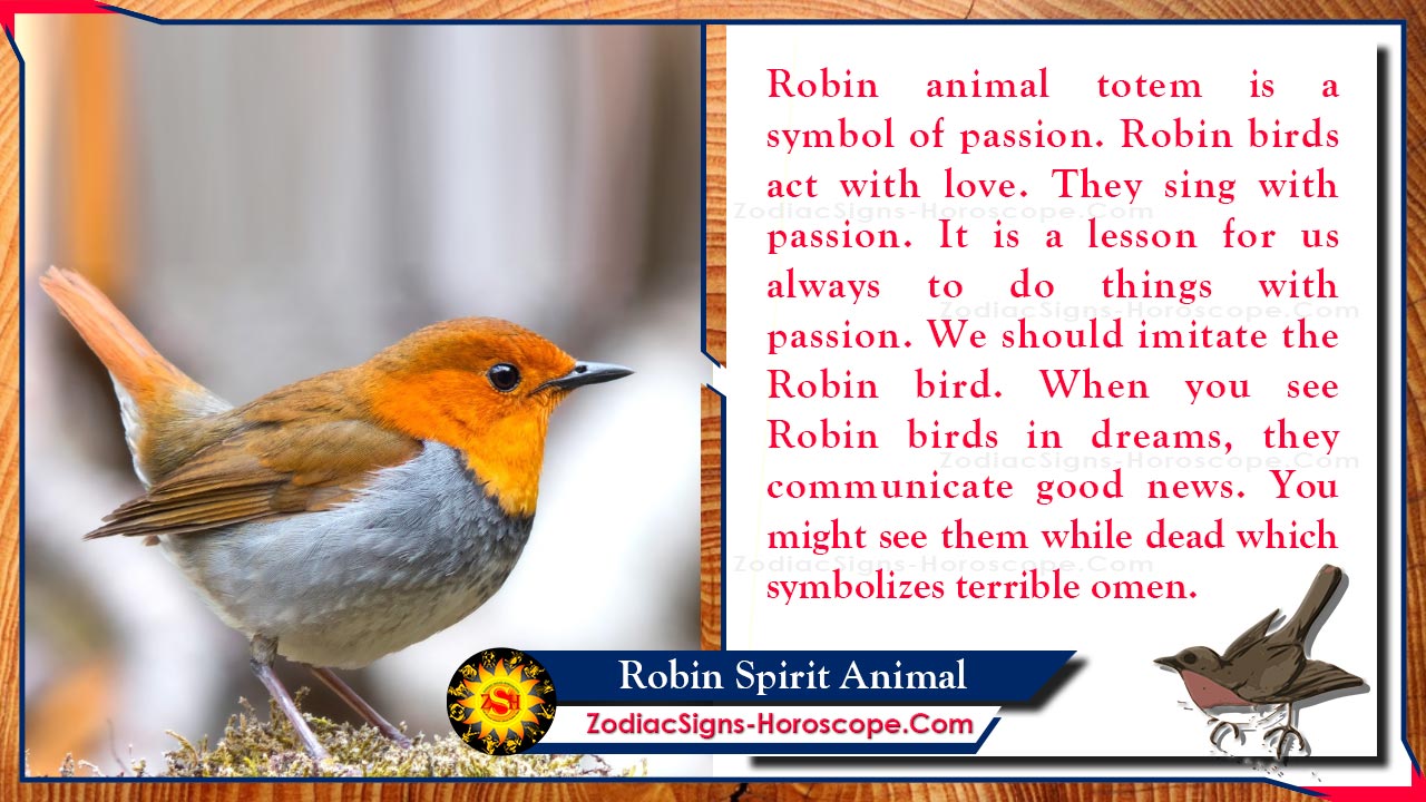 Robin Spirit Animal: Totem, Meaning, Messages and Symbolism | ZSH Robin Spirit Animal: Totem, Meaning, Messages and Symbolism | ZSH