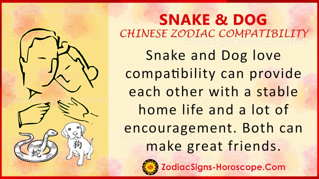 Snake and Dog Chinese Zodiac Compatibility Love and Relationship