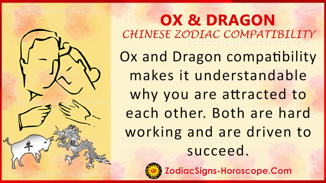 Ox And Dragon Love Compatibility Relationship And Traits In Chinese