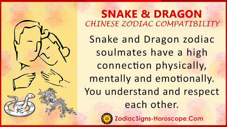 Slang en Draak Chinese Zodiac Compatibiliteit