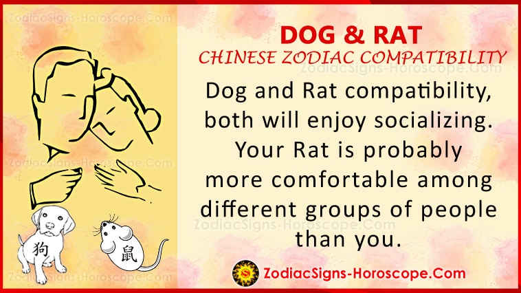 Compatibilidade de amor de cachorro e rato